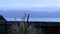 Hummingbird Landing On Plant With Ocean And Overcast Sky In Background