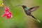 Hummingbird with long beak, Green Hermit, Phaethornis guy, clear light green background, action flying scene in the nature habitat