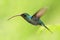 Hummingbird with long beak, Green Hermit, Phaethornis guy, clear light green background, Costa Rica