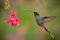 Hummingbird with long beak, Green Hermit, Phaethornis guy. Hummingbird with clear light green background Hummingbird action flying