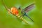 Hummingbird Long-tailed Sylph, Aglaiocercus kingi, with long blue tail feeding nectar from orange flower, beautiful action scene