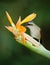 Hummingbird Long-tailed Sylph eating nectar from beautiful yellow strelicia flower in Ecuador