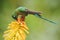 Hummingbird Long-tailed Sylph eating nectar from beautiful yellow strelicia flower in Ecuador