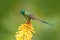 Hummingbird Long-tailed Sylph eating nectar from beautiful yellow strelicia flower in Ecuador. Bird with bloom. Wildlife Ecuador.