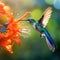 Hummingbird Long-tailed Sylph with long blue tail feeding nectar from orange flower