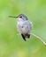 Hummingbird, lucifer female,phoenix,arizona,usa