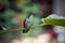 Hummingbird Macro Perched on Hibiscus Branch