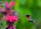 Hummingbird at monarda