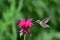 Hummingbird at monarda