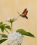 Hummingbird moth