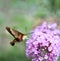 Hummingbird Moth