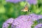 Hummingbird moth