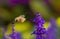 Hummingbird Moth