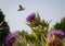 Hummingbird moth fllying over woolly-headed thistle