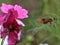 Hummingbird moth flowers not carrying powder, honey honey,