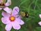 Hummingbird moth flowers not carrying powder, honey honey,