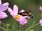 Hummingbird moth flowers not carrying powder, honey honey,