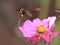 Hummingbird moth flowers not carrying powder, honey honey,