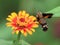 A hummingbird moth honey yield no honey