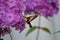Hummingbird Moth and Phlox