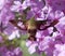 Hummingbird Moth On Pink Flower