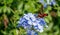 Hummingbird Moth sipping Nectar