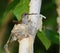 Hummingbird on nest