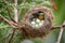 hummingbird nest with eggs and hummingbird mother close by