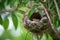 hummingbird nest with eggs and hummingbird mother close by