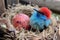 hummingbird nest with fluffy, blue eggs and red hummingbird sitting on its eggs