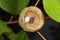 Hummingbird nest with one egg and one baby