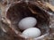 Hummingbird nest on tree branch with two eggs