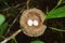 Hummingbird nest with two eggs