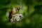 Hummingbird nest with young. Adult hummingbird feeding two chicks in the nest. Scintillant Hummingbird, Selasphorus scintilla