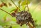 Hummingbird Nestlings - Selasphorus rufus