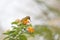 hummingbird, Olive-backed sunbird on flower