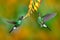 Hummingbird with orange flower. Two flying hummingbird, bird in fly. Action scene with hummingbird. Tourmaline Sunangel eating nec