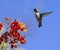 Hummingbird orange flowers flying