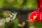 Hummingbird with outstretched wings,tropical forest,Peru,bird hovering next to red feeder with sugar water, garden