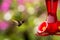 Hummingbird with outstretched wings,tropical forest,Peru,bird hovering next to red feeder with sugar water, garden