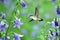 Hummingbird over green background