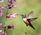 Hummingbird on pentstemon