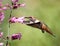 Hummingbird with pentstemon