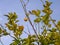 Hummingbird Perched atop a Lemon Tree