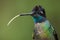 Hummingbird perched on a branch. Colorfull feathers