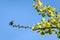 Hummingbird perched on the end of a Ginkgo Biloba tree branch against a blue sky