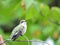 Hummingbird Perched: A ruby throated hummingbird is perched on tree branch