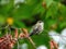 Hummingbird Perched: A ruby throated hummingbird is perched on tree branch