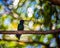 Hummingbird perched on tree branch