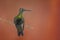 Hummingbird perched on a tree branch on coral background